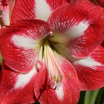 Hippeastrum Minerva - Ritterstern