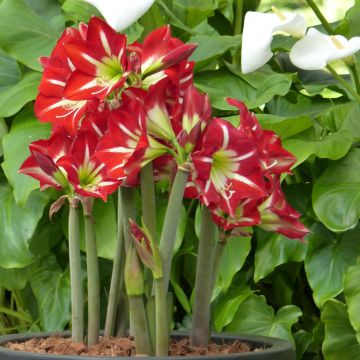 Hippeastrum sonatini Balentino - Ritterstern