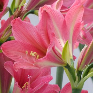 Amaryllis sonatini Sweet Sixteen - Hippeastrum de jardin  