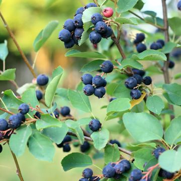 Amelanchier alnifolia Smoky - Erlenblättrige Felsenbirne