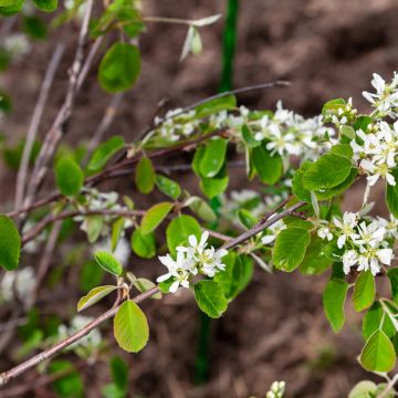 Amelanchier alnifolia Thiessen - Erlenblättrige Felsenbirne