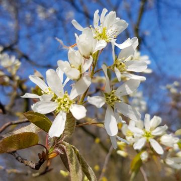 Amelanchier lamarckii - Kanadische Felsenbirne