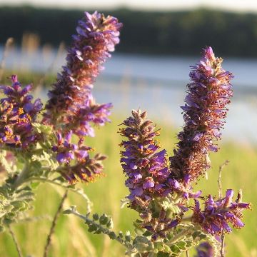 Amorpha canescens - Faux indigo.