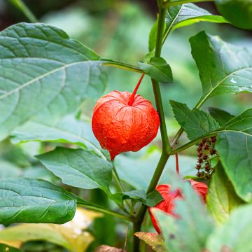 Physalis alkekengi var. franchetii - Lampionblume