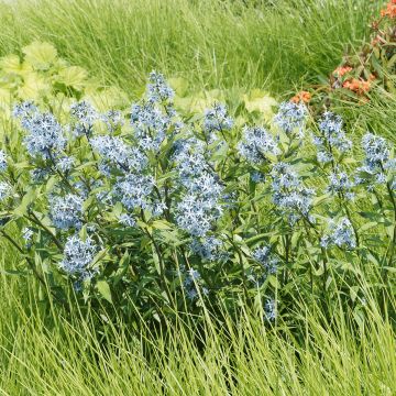 Amsonia ciliata - Amsonie