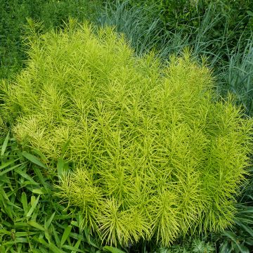 Amsonia hubrichtii - Amsonie