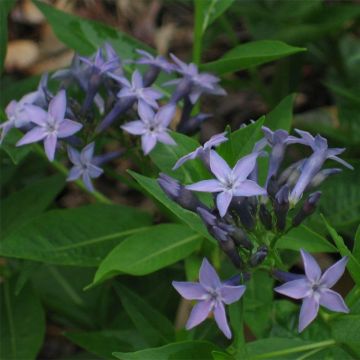 Amsonia orientalis - Amsonie