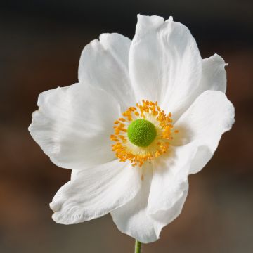 Anemone Slot der Nisse - Japan-Herbst-Anemone