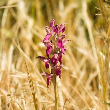 Anacamptis sancta - Heiliges Knabenkraut