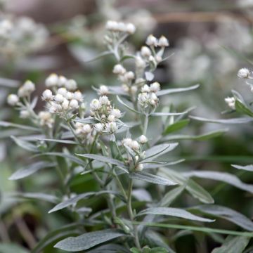 Anaphalis triplinervis - Himalaya-Perlkörbchen