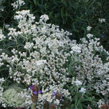 Anaphalis margaritacea Neuschnee - Großes Perlkörbchen