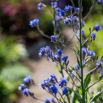 Anchusa azurea Dropmore - Italienische Ochsenzunge