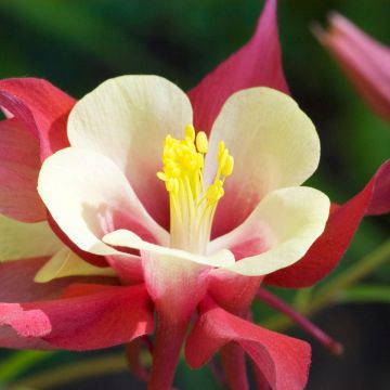 Aquilegia Songbird Series Cardinal - Garten-Akelei