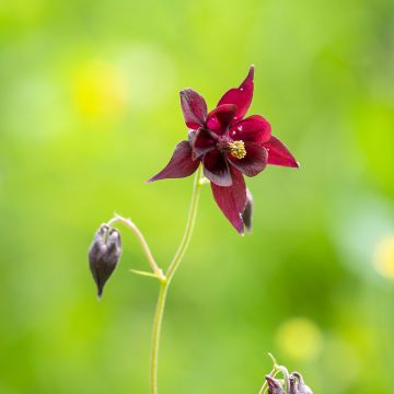 Aquilegia atrata - Schwarze Akelei