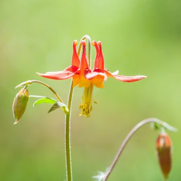 Aquilegia formosa - Schöne Akelei