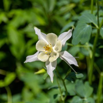 Aquilegia fragrans - Duftende Akelei