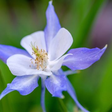 Aquilegia Blue Star - Garten-Akelei