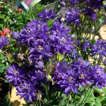 Ancolie Clementine Blue - Aquilegia vulgaris