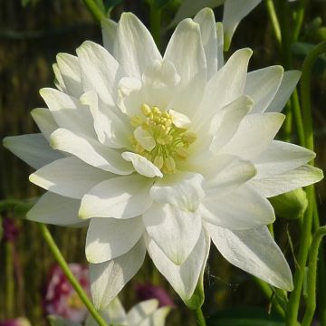 Aquilegia Clementine White - Garten-Akelei