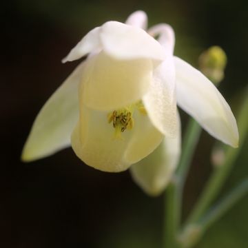 Aquilegia flabellata var. pumila alba - Zwerg-Akelei