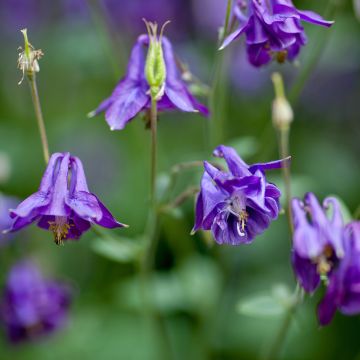 Aquilegia alpina - Alpen-Akelei