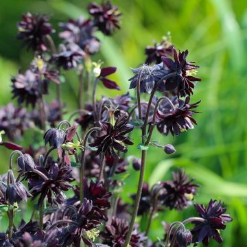 Aquilegia vulgaris var. stellata Black Barlow - Garten-Akelei