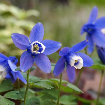 Aquilegia flabellata Cameo Blue and White - Zwerg-Akelei