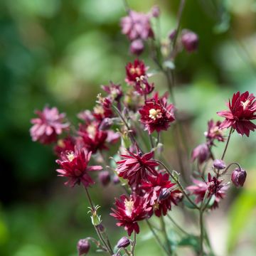 Ancolie vulgaris Ruby Port