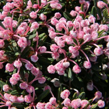 Andromeda polifolia Blue Lagoon - Sumpfrosmarin