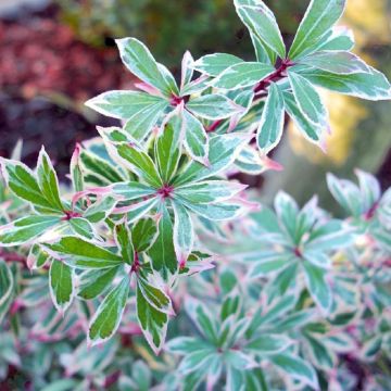 Schattenglöckchen Little Frosty - Pieris japonica