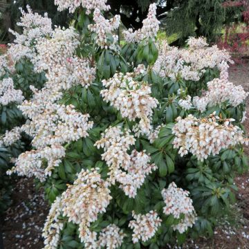 Schattenglöckchen Prelude - Pieris japonica