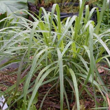 Lemongras (Ölgewinnung (Pflanzen) - Cymbopogon citratus