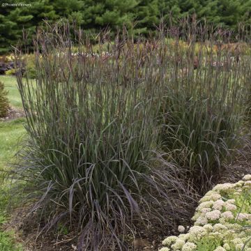 Andropogon gerardii Blackhawks - Bartgras, Gambagras