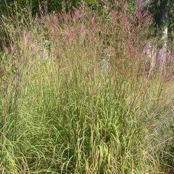 Andropogon gerardii Prairie Sommer - Bartgras, Gambagras