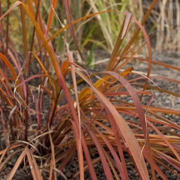 Andropogon gerardii Red October - Bartgras, Gambagras