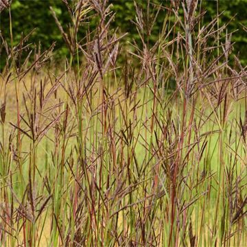 Andropogon hallii Purple Konza