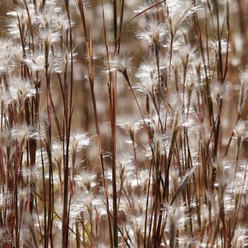 Andropogon ternarius - Silberbartgras