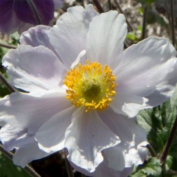 Anemone Dreaming Swan - Herbst-Anemone