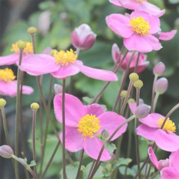 Anemone du Japon Little Summer Breeze