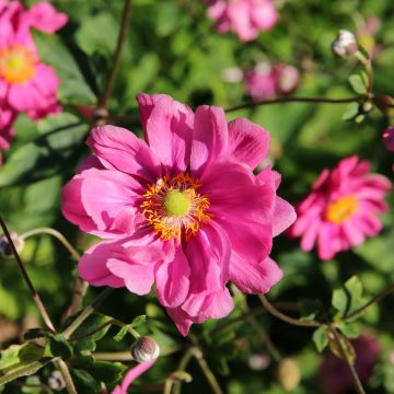 Anemone Margarete - Japan-Herbst-Anemone