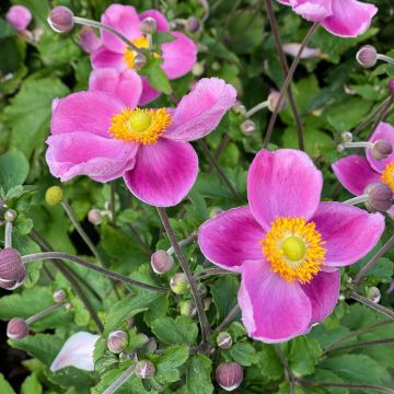 Anemone (x) hybrida Royal Pink - Japan-Herbst-Anemone