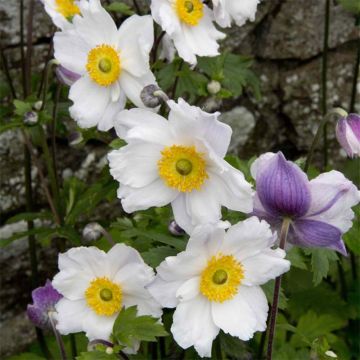 Anemone Ruffled Swan - Herbst-Anemone