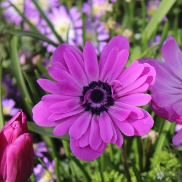 Anemone coronaria double Admiral - Kronen-Anemone