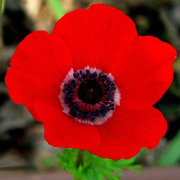 Anemone coronaria Hollandia - Kronen-Anemone