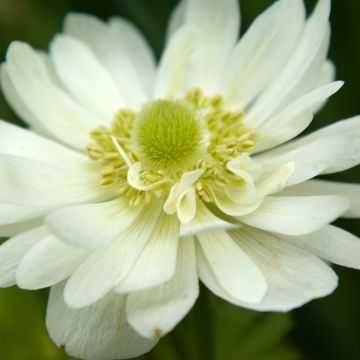 Anemone coronaria Mount Everest - Kronen-Anemone