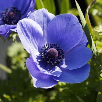 Anemone coronaria Mr Fokker - Kronen-Anemone