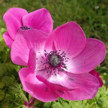 Anemone coronaria Sylphide - Kronen-Anemone