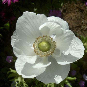 Anemone coronaria The Bride - Kronen-Anemone