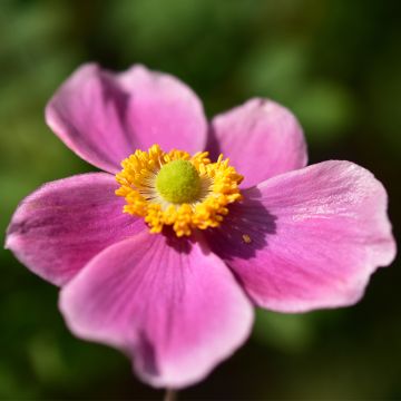 Anemone hupehensis var. japonica Alando Rose - Chinesische Herbst-Anemone