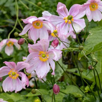 Anemone hupehensis Crispa - Chinesische Herbst-Anemone